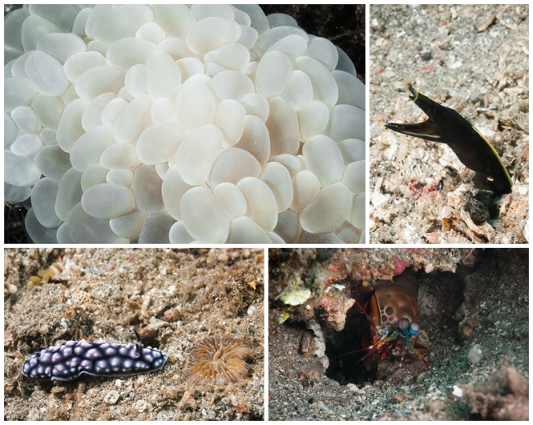Top Left: Anemone Top Right: Blue-ribbon eel Bottom Left: Nudibranch Bottom Right: Mantis shrimp