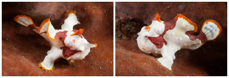 Baby painted frogfish