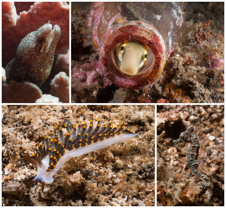 Top Left: Eel Top Right: Fangtooth blenny Bottom Left: Nudibranch Bottom Right: Seahorse