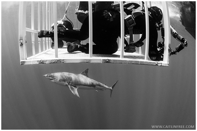 B&W photo of great white shark swimming under cage