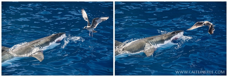 Guadalupe Mexico, Great white sharks