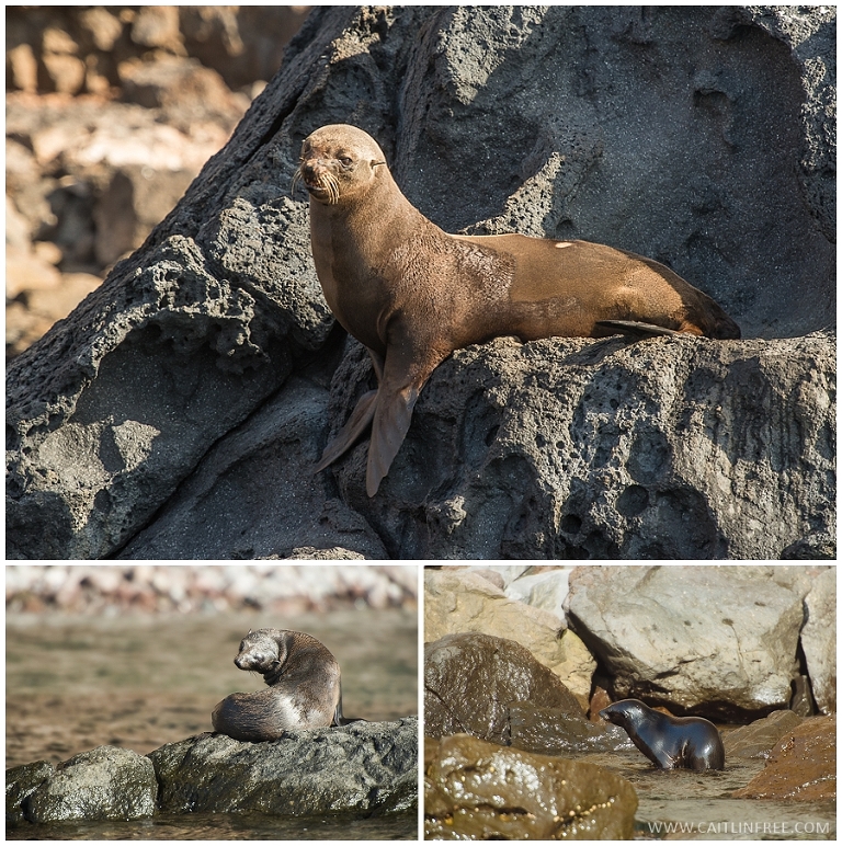 Seal resting on rock on Guadalupe Island