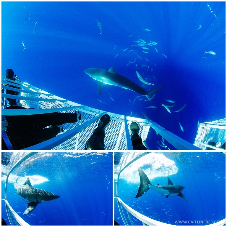 Guadalupe Mexico, Great white sharks