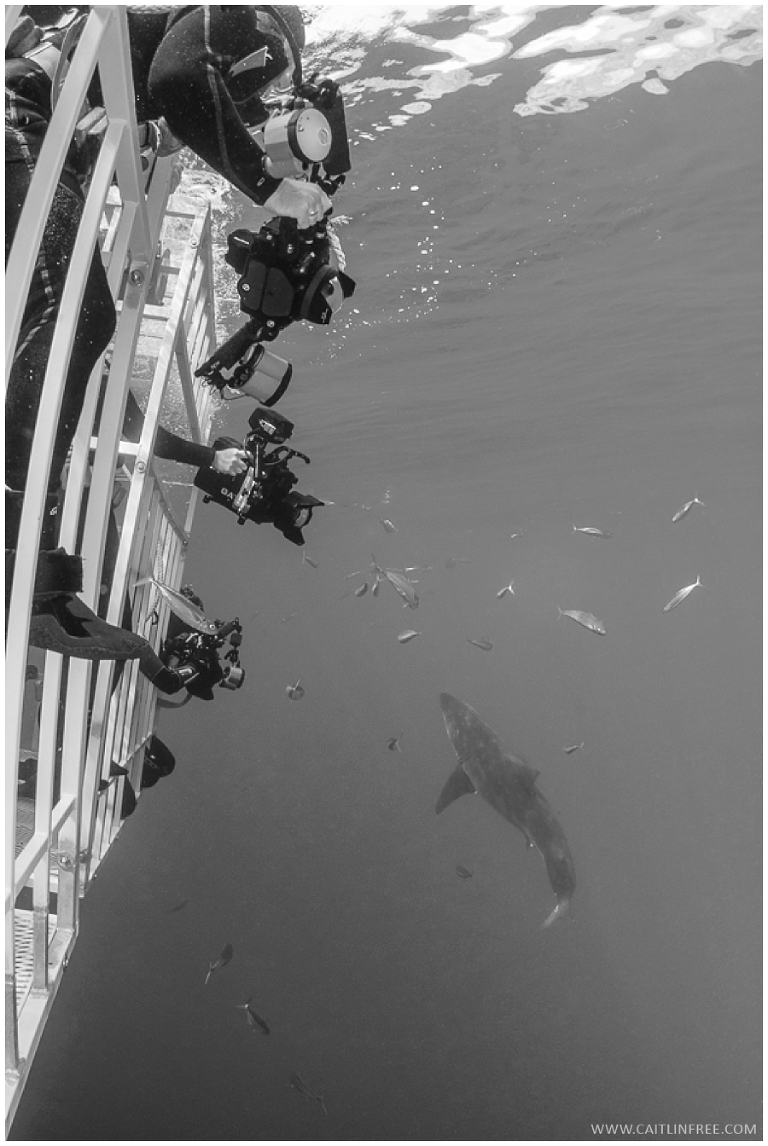 Guadalupe Mexico, Great white sharks