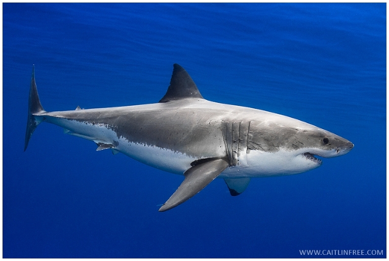 Guadalupe Mexico, Great white sharks