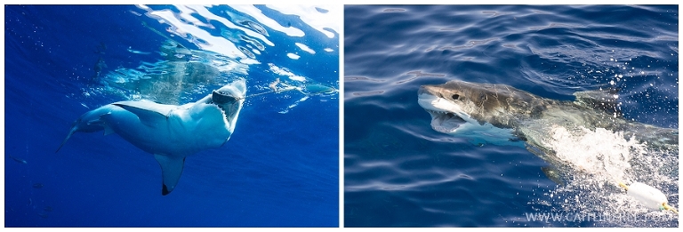 Guadalupe Mexico, Great white sharks