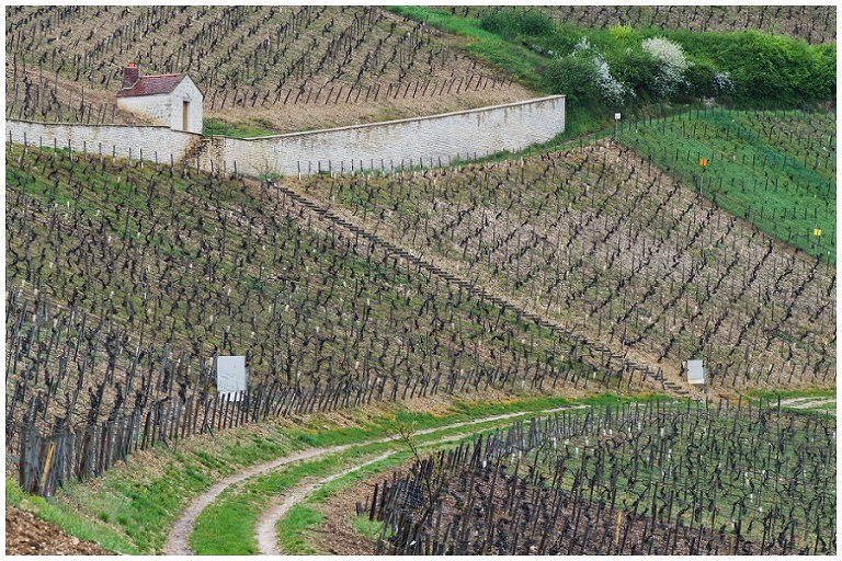 Chablis France, Chablis, Destination Wedding Photographer, France Wedding Photographer