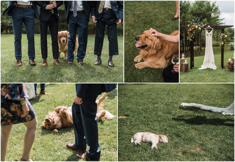 Dogs being cute at outdoor wedding in Toronto taken by Toronto wedding photographer Caitlin Free Photography