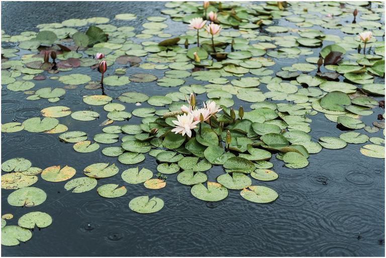 Photograph of lily pads during wedding party photos at Royal Botanical Gardens in Hendrie Park at the reflecting pond